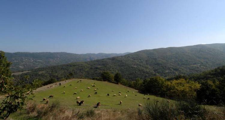 Στη Βουλή τα προβλήματα σε αγρότες και κτηνοτρόφους Λέσβου και Λήμνου από την ανάρτηση των δασικών χαρτών