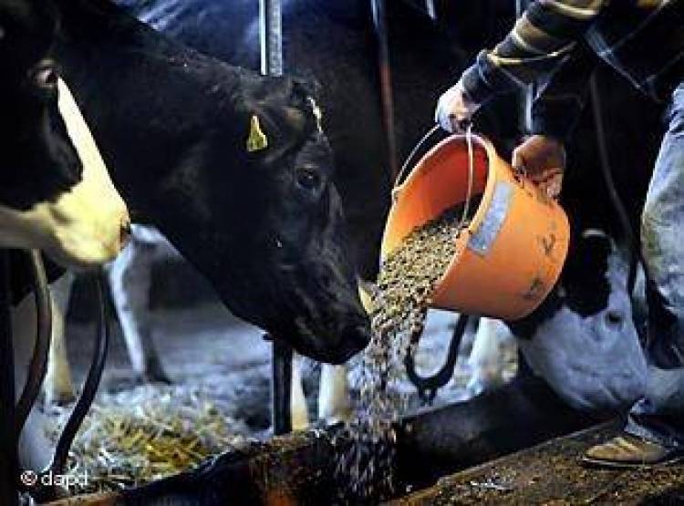 Η ΕΑΣ ξεκινάει την προμήθεια ζωοτροφών για την περίοδο 13 - 14