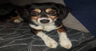 &Chi;ά&theta;&eta;&kappa;&epsilon; &sigma;&kappa;&upsilon;&lambda;ί | &Mu;&pi;&omicron;&rho;&epsilon;ί&tau;&epsilon; &nu;&alpha; &beta;&omicron;&eta;&theta;ή&sigma;&epsilon;&tau;&epsilon;