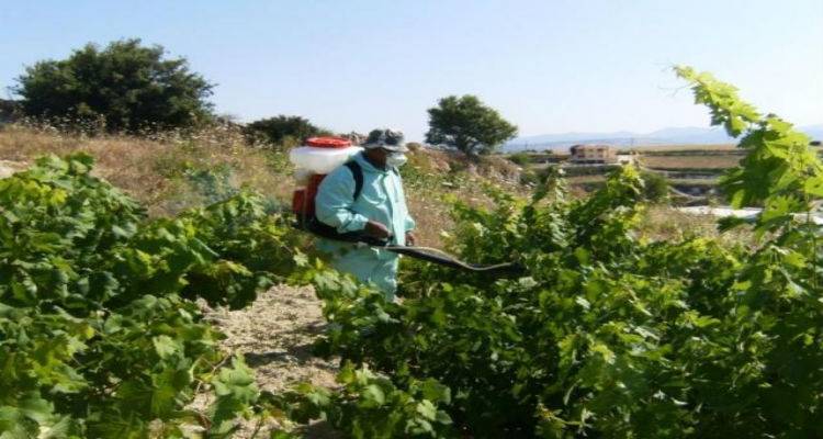 Άμεσοι οι ψεκασμοί για την καταπολέμηση της ευδεμίδας στα αμπέλια της Λήμνου