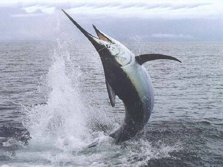 Παράταση για κατάθεση αιτήσεων αδειών αλίευσης μακρύπτερου τόνου και ξιφία