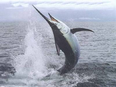 Παράταση για κατάθεση αιτήσεων αδειών αλίευσης μακρύπτερου τόνου και ξιφία