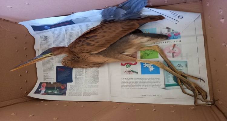 Διάσωση τραυματισμένου πορφυροτσικνιά στη Μύρινα