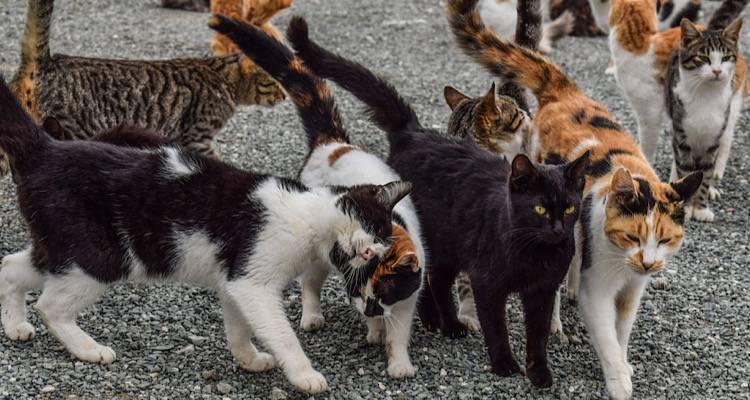 AnimalRescue: &laquo;&Epsilon;&pi;&iota;&beta;&epsilon;&beta;&lambda;&eta;&mu;έ&nu;&epsilon;&sigmaf; &omicron;&iota; &mu;&alpha;&zeta;&iota;&kappa;έ&sigmaf; &sigma;&tau;&epsilon;&iota;&rho;ώ&sigma;&epsilon;&iota;&sigmaf; &alpha;&delta;έ&sigma;&pi;&omicron;&tau;&omega;&nu; &gamma;&alpha;&tau;&iota;ώ&nu; &gamma;&iota;&alpha; &tau;&omicron;&upsilon;&lambda;ά&chi;&iota;&sigma;&tau;&omicron;&nu; &tau;&rho;ί&alpha; &chi;&rho;ό&nu;&iota;&alpha;&raquo;