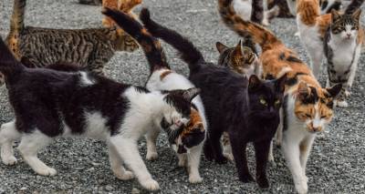 AnimalRescue: &laquo;&Epsilon;&pi;&iota;&beta;&epsilon;&beta;&lambda;&eta;&mu;έ&nu;&epsilon;&sigmaf; &omicron;&iota; &mu;&alpha;&zeta;&iota;&kappa;έ&sigmaf; &sigma;&tau;&epsilon;&iota;&rho;ώ&sigma;&epsilon;&iota;&sigmaf; &alpha;&delta;έ&sigma;&pi;&omicron;&tau;&omega;&nu; &gamma;&alpha;&tau;&iota;ώ&nu; &gamma;&iota;&alpha; &tau;&omicron;&upsilon;&lambda;ά&chi;&iota;&sigma;&tau;&omicron;&nu; &tau;&rho;ί&alpha; &chi;&rho;ό&nu;&iota;&alpha;&raquo;