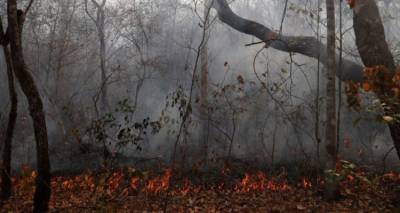 Βολιβία: Τουλάχιστον 2,3 εκατομμύρια άγρια ζώα εξαφανίστηκαν από τις φετινές φωτιές στα δάση