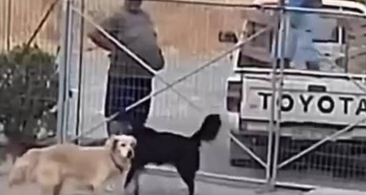 Λήμνος: Σχηματίστηκε δικογραφία για την εγκατάλειψη σκύλων στο Δημοτικό Κυνοκομείο