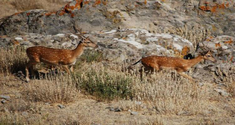 &quot;Θετική η στάση των Λημνιών απέναντι στα ελάφια του νησιού&quot;