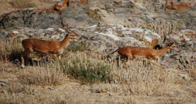 &quot;Θετική η στάση των Λημνιών απέναντι στα ελάφια του νησιού&quot;