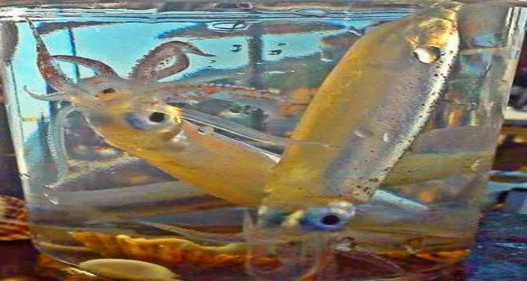 Νεκρά μικρά καλαμάρια σε παραλία της Μύρινας (photos)