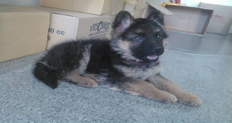 &Chi;&alpha;&rho;ί&zeta;&epsilon;&tau;&alpha;&iota; 4&mu;&eta;&nu;ώ&nu; &lambda;&upsilon;&kappa;ό&sigma;&kappa;&upsilon;&lambda;&omicron;