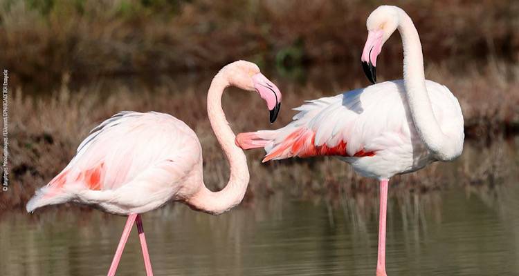 Ελληνική Ορνιθολογική Εταιρεία: Καταμετρώντας τα πουλιά στους ελληνικούς υγρότοπους