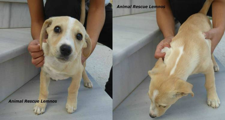 &Kappa;&omicron;&upsilon;&tau;ά&beta;&iota; &alpha;&nu;&alpha;&zeta;&eta;&tau;ά &omicron;&iota;&kappa;&omicron;&gamma;έ&nu;&epsilon;&iota;&alpha;