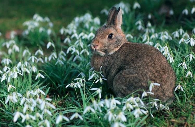 Οι θέσεις του Κυνηγετικού Συλλόγου Λήμνου για τα αγριοκούνελα