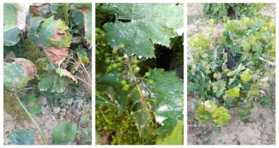 Λήμνος: Μεγάλη καταστροφή στα βιολογικά σταφύλια (photos)