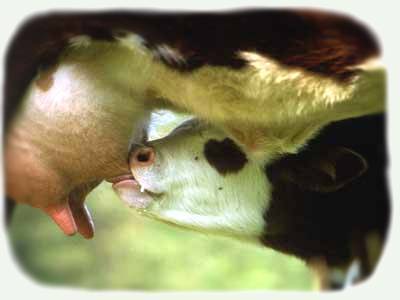 Πρωτόγαλα, πύαρ (Colostrum): Η ενδυνάμωση του ανοσοποιητικού