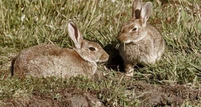 &Lambda;ή&mu;&nu;&omicron;&sigmaf;: &Xi;&epsilon;&kappa;ί&nu;&eta;&sigma;&alpha;&nu; &omicron;&iota; &alpha;&iota;&tau;ή&sigma;&epsilon;&iota;&sigmaf; &gamma;&iota;&alpha; &tau;&iota;&sigmaf; &zeta;&eta;&mu;&iota;έ&sigmaf; &sigma;&tau;&iota;&sigmaf; &kappa;&alpha;&lambda;&lambda;&iota;έ&rho;&gamma;&epsilon;&iota;&epsilon;&sigmaf; &alpha;&pi;ό &alpha;&gamma;&rho;&iota;&omicron;&kappa;&omicron;ύ&nu;&epsilon;&lambda;&alpha;
