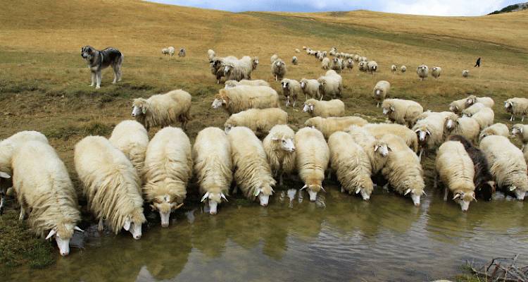 Αυστηρά μέτρα για τη διακίνηση ζωοτροφών στη Λήμνο λόγω Ευλογιάς των Αιγοπροβάτων