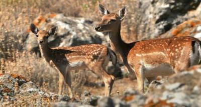&Delta;&rho;ά&sigma;&epsilon;&iota;&sigmaf; &gamma;&iota;&alpha; &tau;&eta; &delta;&iota;&alpha;&chi;&epsilon;ί&rho;&iota;&sigma;&eta; &tau;&omega;&nu; &pi;&lambda;&alpha;&tau;&omega;&nu;&iota;ώ&nu; &tau;&eta;&sigmaf; &Lambda;ή&mu;&nu;&omicron;&upsilon;
