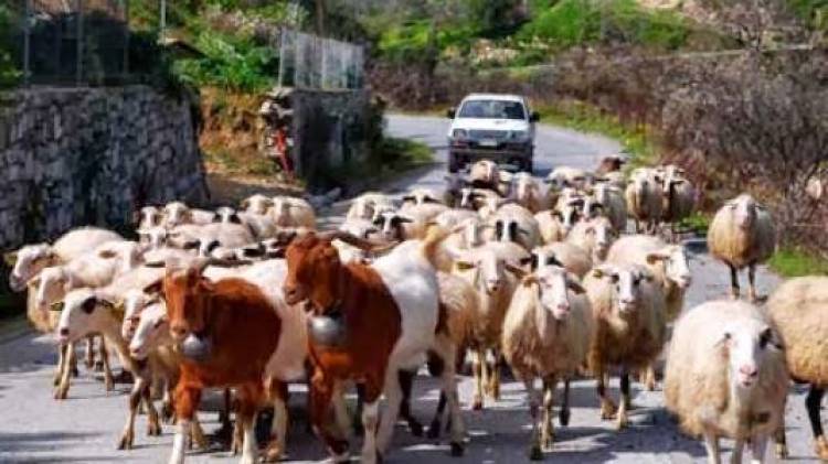 Συνεχίζεται  η ετήσια απογραφή αιγοπροβάτων στη Λήμνο