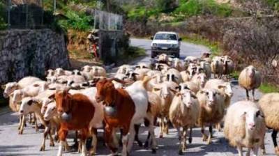 Συνεχίζεται  η ετήσια απογραφή αιγοπροβάτων στη Λήμνο