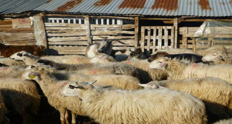 &Upsilon;&pi;&omicron;&chi;&rho;&epsilon;&omega;&tau;&iota;&kappa;ή &eta; έ&kappa;&delta;&omicron;&sigma;&eta; ά&delta;&epsilon;&iota;&alpha;&sigmaf; &kappa;&tau;&eta;&nu;&omicron;&tau;&rho;&omicron;&phi;&iota;&kappa;ή&sigmaf; &epsilon;&gamma;&kappa;&alpha;&tau;ά&sigma;&tau;&alpha;&sigma;&eta;&sigmaf; &kappa;&alpha;&iota; &sigma;&tau;&eta; &Lambda;ή&mu;&nu;&omicron;