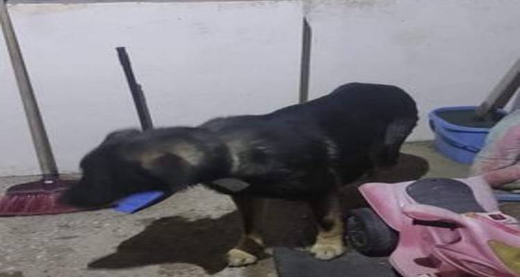 &Epsilon;&nu;&tau;&omicron;&pi;ί&sigma;&tau;&eta;&kappa;&epsilon; &alpha;&delta;έ&sigma;&pi;&omicron;&tau;&omicron; &sigma;&kappa;&upsilon;&lambda;ί &sigma;&tau;&omicron; &Beta;ά&rho;&omicron;&sigmaf;