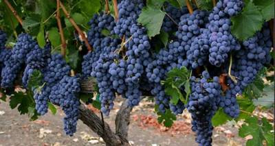 Η Λήμνος ανάμεσα στις πρώτες περιοχές που θα πληρωθούν για ζημιές απο τον περονόσπορο του 2011