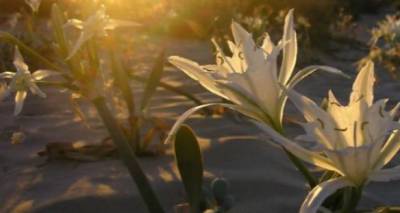 to-krinakia-tis-limnou