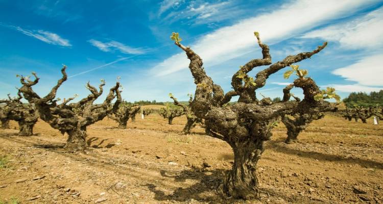 Έρχονται ριζικές αλλαγές στα βιολογικά