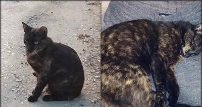 &Lambda;ή&mu;&nu;&omicron;&sigmaf;: &Chi;ά&theta;&eta;&kappa;&epsilon; &gamma;ά&tau;&alpha; &sigma;&tau;&eta;&nu; &epsilon;ί&sigma;&omicron;&delta;&omicron; &tau;&omicron;&upsilon; &Rho;&omega;&mu;&alpha;&nu;&omicron;ύ. &Mu;ή&pi;&omega;&sigmaf; &tau;&eta;&nu; έ&chi;&epsilon;&tau;&epsilon; &delta;&epsilon;&iota;;