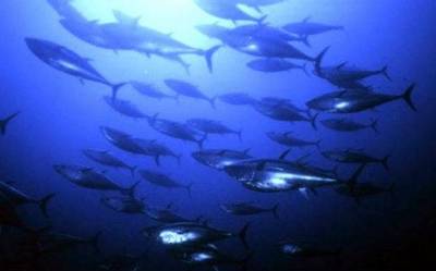 Ερώτηση βουλευτών του ΣΥΡΙΖΑ στο Υπουργείο Αγροτικής Ανάπτυξης και Τροφίμων για τις άδειες αλιείας στα διεθνή ύδατα