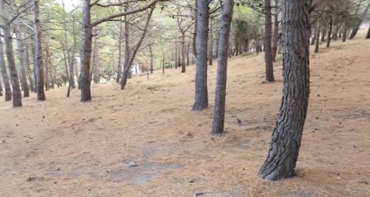 Ο Δήμαρχος Λήμνου υπέβαλε μήνυση κατά αγνώστων για παράνομη κοπή δέντρων στο αλσύλλιο του Αγ. Νικολάου