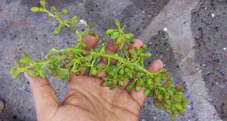 &Sigma;&tau;&omicron;&upsilon;&sigmaf; &alpha;&nu;&tau;&alpha;&pi;&omicron;&kappa;&rho;&iota;&tau;έ&sigmaf; &Epsilon;&Lambda;&Gamma;&Alpha; &tau;&eta;&sigmaf; &Alpha;&tau;&sigma;&iota;&kappa;ή&sigmaf; &tau;&alpha; &pi;&omicron;&rho;ί&sigma;&mu;&alpha;&tau;&alpha; &zeta;&eta;&mu;&iota;ώ&nu; &alpha;&pi;ό &kappa;&omicron;&upsilon;&nu;έ&lambda;&iota;&alpha; &kappa;&alpha;&iota; &kappa;&alpha;ύ&sigma;&omega;&nu;&alpha;