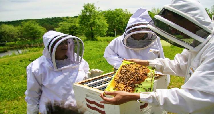 Νέες υποχρεώσεις για τους μελισσοκόμους | Υποχρεωτική δήλωση παραγωγής και εμπορίας μελιού στο Εθνικό Ηλεκτρονικό Μελισσοκομικό Μητρώο