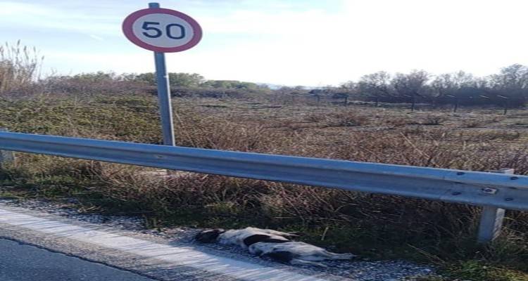 Νεκρό δεσποζόμενο σκυλί στο Βάρος