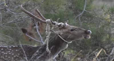 &Lambda;ή&mu;&nu;&omicron;&sigmaf;: SOS &gamma;&iota;&alpha; &pi;&lambda;&alpha;&tau;ώ&nu;&iota; | &laquo;&Eta; &zeta;&omega;ή &tau;&omicron;&upsilon; &beta;&rho;ί&sigma;&kappa;&epsilon;&tau;&alpha;&iota; &sigma;&epsilon; &kappa;ί&nu;&delta;&upsilon;&nu;&omicron;&raquo;