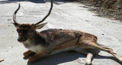 &Lambda;ή&mu;&nu;&omicron;&sigmaf;: &Sigma;&kappa;&upsilon;&lambda;ί &epsilon;&pi;&iota;&tau;έ&theta;&eta;&kappa;&epsilon; &sigma;&epsilon; &Pi;&lambda;&alpha;&tau;ώ&nu;&iota;