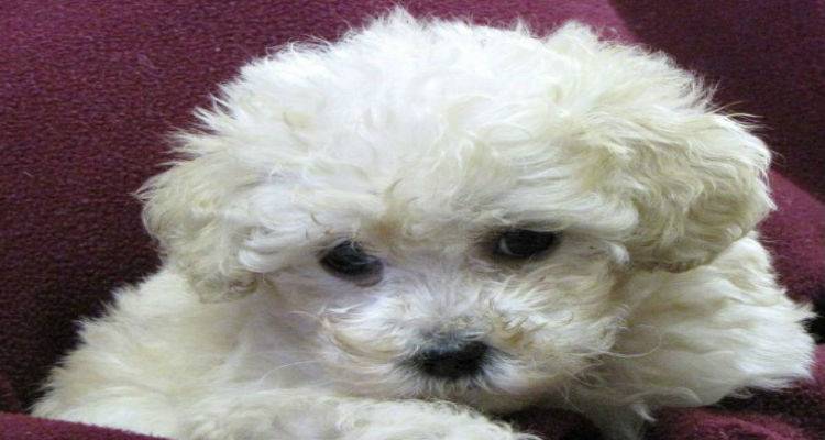 Χάθηκε σκύλος στην περιοχή του Πλατύ