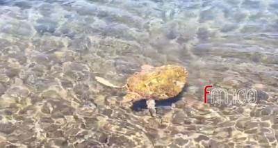 &Lambda;ή&mu;&nu;&omicron;&sigmaf;: &Theta;&alpha;&lambda;ά&sigma;&sigma;&iota;&alpha; &chi;&epsilon;&lambda;ώ&nu;&alpha; &sigma;&tau;&omicron; &lambda;&iota;&mu;&alpha;&nu;ά&kappa;&iota; &tau;&omicron;&upsilon; &Kappa;ό&tau;&sigma;&iota;&nu;&alpha;