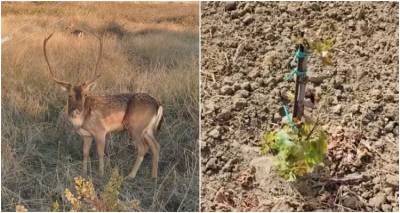 Ζημιές από πλατώνια σε αμπελοκαλλιέργεια στη Λήμνο (video + photos)