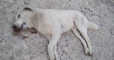 &Kappa;&upsilon;&nu;&eta;&gamma;&epsilon;&tau;&iota;&kappa;ό&sigmaf; &Sigma;ύ&lambda;&lambda;&omicron;&gamma;&omicron;&sigmaf; &Lambda;ή&mu;&nu;&omicron;&upsilon;: &laquo;&Kappa;&alpha;&tau;&alpha;&delta;&iota;&kappa;ά&zeta;&omicron;&upsilon;&mu;&epsilon; &tau;&iota;&sigmaf; &epsilon;&nu;έ&rho;&gamma;&epsilon;&iota;&epsilon;&sigmaf; &pi;&omicron;&upsilon; &sigma;&chi;&epsilon;&tau;ί&zeta;&omicron;&nu;&tau;&alpha;&iota; &mu;&epsilon; &delta;&eta;&lambda;&eta;&tau;&eta;&rho;&iota;ά&sigma;&epsilon;&iota;&sigmaf; &zeta;ώ&omega;&nu;&raquo;.