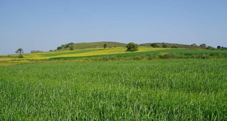 &Kappa;&alpha;&iota; ά&lambda;&lambda;&alpha; &kappa;&alpha;&lambda;ά &nu;έ&alpha;: &Tau;&omicron; &kappa;&rho;&iota;&theta;ά&rho;&iota; &Pi;&alpha;&nu;&alpha;&gamma;&iota;ά&sigmaf; &sigma;&tau;&omicron;&nu; &Epsilon;&theta;&nu;&iota;&kappa;ό &Kappa;&alpha;&tau;ά&lambda;&omicron;&gamma;&omicron; &Pi;&omicron;&iota;&kappa;&iota;&lambda;&iota;ώ&nu; &Kappa;&alpha;&lambda;&lambda;&iota;&epsilon;&rho;&gamma;&omicron;ύ&mu;&epsilon;&nu;&omega;&nu; &Phi;&upsilon;&tau;&iota;&kappa;ώ&nu; &Epsilon;&iota;&delta;ώ&nu;