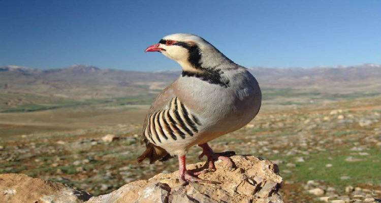 &Lambda;ή&mu;&nu;&omicron;&sigmaf;: &Xi;&epsilon;&kappa;ί&nu;&eta;&sigma;&epsilon; &eta; έ&kappa;&delta;&omicron;&sigma;&eta; &alpha;&delta;&epsilon;&iota;ώ&nu; &gamma;&iota;&alpha; &tau;&eta;&nu; &Kappa;&upsilon;&nu;&eta;&gamma;&epsilon;&tau;&iota;&kappa;ή &pi;&epsilon;&rho;ί&omicron;&delta;&omicron; &rsquo;17-&lsquo;18