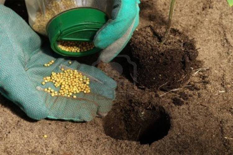 Ξεκινάει η προμήθεια λιμασμάτων σποράς από την «Ένωση»