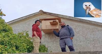 &Tau;&epsilon;&chi;&nu;&eta;&tau;ή &phi;&omega;&lambda;&iota;ά, &gamma;&iota;&alpha; &tau;&omicron;&nu; &alpha;&pi;ό&lambda;&upsilon;&tau;&omicron; &sigma;ύ&mu;&mu;&alpha;&chi;&omicron; &tau;&omicron;&upsilon; &alpha;&gamma;&rho;ό&tau;&eta;, &tau;&eta;&nu; &Tau;&upsilon;&tau;ώ