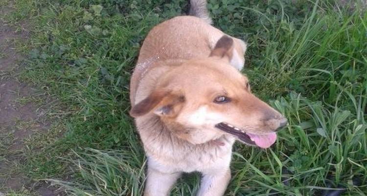 Βρέθηκε σκύλος που αναζητά τον ιδιοκτήτη του