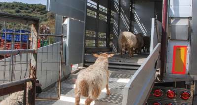 &Alpha;&pi;ά&nu;&tau;&eta;&sigma;&eta; &tau;&omicron;&upsilon; &Upsilon;&Pi;&Alpha;&Alpha;&Tau; &sigma;&tau;&eta;&nu; &Epsilon;&rho;ώ&tau;&eta;&sigma;&eta; &Beta;&epsilon;&lambda;ό&pi;&omicron;&upsilon;&lambda;&omicron;&upsilon; &gamma;&iota;&alpha; &tau;&alpha; &alpha;&iota;&tau;ή&mu;&alpha;&tau;&alpha; &tau;&omega;&nu; &kappa;&tau;&eta;&nu;&omicron;&tau;&rho;ό&phi;&omega;&nu; &tau;&eta;&sigmaf; &Lambda;ή&mu;&nu;&omicron;&upsilon; &eta; &nu;έ&alpha; &epsilon;&gamma;&kappa;ύ&kappa;&lambda;&iota;&omicron;&sigmaf; &mu;&epsilon; &alpha;&nu;&alpha;&lambda;&upsilon;&tau;&iota;&kappa;ά &mu;έ&tau;&rho;&alpha;