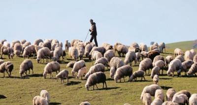 Σε χαμηλή τιμή πωλούν τα αμνοερίφια τους οι Λημνιοί κτηνοτρόφοι