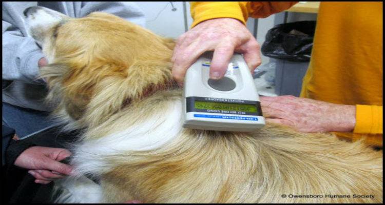 Υποχρεωτικό τσιπάρισμα σκύλων με αυστηρότερες ποινές | Ανακοίνωση από το Δήμο Λήμνου